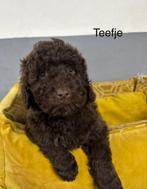 Labradoodle mini pups, Dieren en Toebehoren, Nederland, Overige rassen, 8 tot 15 weken, Meerdere