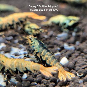 Garnalen caridina aquarium, Boa Galaxy enz