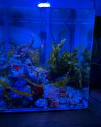 Zeeaquarium stekkenbak circa. 30-40 liter, Ophalen of Verzenden, Zo goed als nieuw