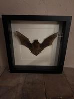 Mooie lijst met een opgezette vleermuis, Ophalen of Verzenden, Nieuw, Overige soorten, Opgezet dier