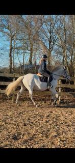 Manege pony/Manege paard, Merrie