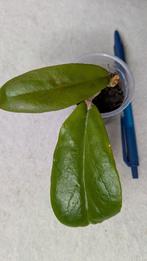 Hoya Bicolor, Huis en Inrichting, Kamerplanten, Ophalen of Verzenden, Halfschaduw, Minder dan 100 cm