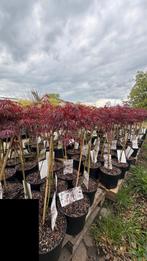 Acers op stam gekweekt, Ophalen of Verzenden, Zomer, Overige soorten, Halfschaduw