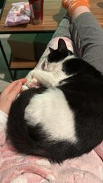 Lief poesje, Dieren en Toebehoren, Poes, Kortharig, 0 tot 2 jaar