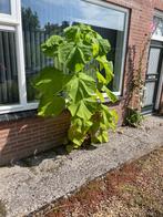 Te Koop Anna Paulowna boom, Overige soorten, Lente, 100 tot 250 cm, Ophalen