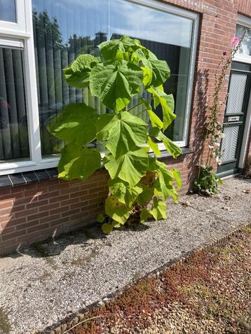 Te Koop Anna Paulowna boom beschikbaar voor biedingen