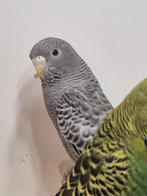 Grasparkiet blackface grijs pop, Vrouwelijk, Parkiet