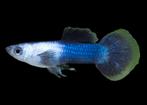 Guppy snow white and bleu females en andere, Dieren en Toebehoren, Vis