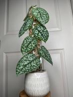 Scindapsus silver splash op mospaal, Ophalen of Verzenden, Overige soorten, Halfschaduw, Minder dan 100 cm