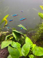 Garnalen 🦐 Amano's (mini Japonica's), Vis