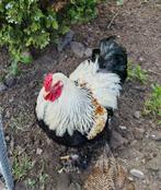 Brahma haan, Dieren en Toebehoren, Pluimvee, Mannelijk, Kip