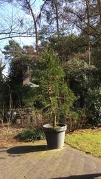 Sequoiadendron giganteum, Tuin en Terras, Planten | Bomen, Bloeit niet, Overige soorten, 250 tot 400 cm, Ophalen