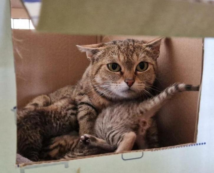 Gastgezinnen gezocht, Dieren en Toebehoren, Katten en Kittens | Overige Katten, Kater, 0 tot 2 jaar