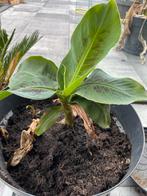 Bananenplant - Tropische sfeer in huis!, Tuin en Terras, Planten | Tuinplanten, Volle zon, Vaste plant, Ophalen of Verzenden, Bloeit niet