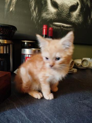 Kruising pers maincoon LAATSTE  POESJE beschikbaar voor biedingen