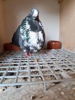 Doffer 2024, Dieren en Toebehoren, Vogels | Duiven, Mannelijk, Kropper