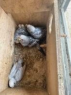 Jonge Grasparkieten, Dieren en Toebehoren, Vogels | Parkieten en Papegaaien, Meerdere dieren, Parkiet, Tam
