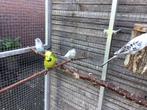 3 jonge engelse grasparkieten, Dieren en Toebehoren, Vogels | Parkieten en Papegaaien, Meerdere dieren, Parkiet