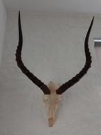 Schedel hoorns Impala Zuid Afrika 65*41, Verzamelen, Dierenverzamelingen, Ophalen of Verzenden, Gebruikt, Schedel