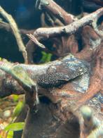 Borstelneus pleco / algeneter, Dieren en Toebehoren, Vissen | Aquariumvissen, Vis, Zoutwatervis