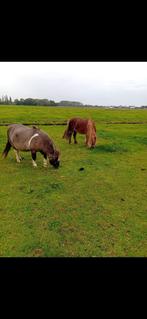 Leuke lieve shetlander merrie, Dieren en Toebehoren, Pony's, Merrie, A pony (tot 1.17m), Gechipt, 7 tot 10 jaar