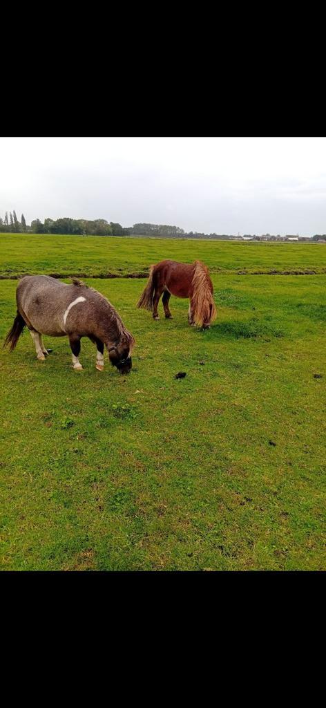 Leuke lieve shetlander merrie, Dieren en Toebehoren, Pony's, Merrie, A pony (tot 1.17m), 7 tot 10 jaar, Met stamboom, Gechipt