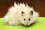 Gezocht: jonge syrische hamster (handtam), Dieren en Toebehoren, Knaagdieren, Augustus, Geslacht onbekend, Hamster