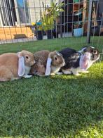 Baby hangoor konijnen, Dieren en Toebehoren, Konijnen, Meerdere dieren, Dwerg, Hangoor