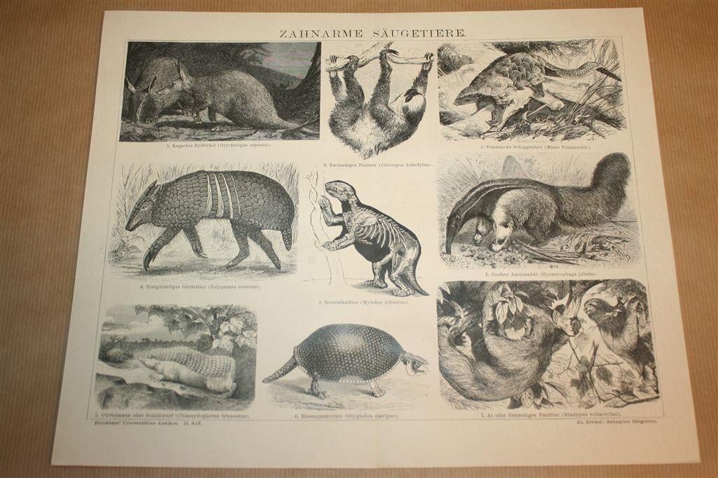 Antieke prent - Miereneter, Luiaard, Gordeldier etc 1885 !!, Verzamelen, Ophalen of Verzenden, Voor 1940, Gebruikt, Overige onderwerpen