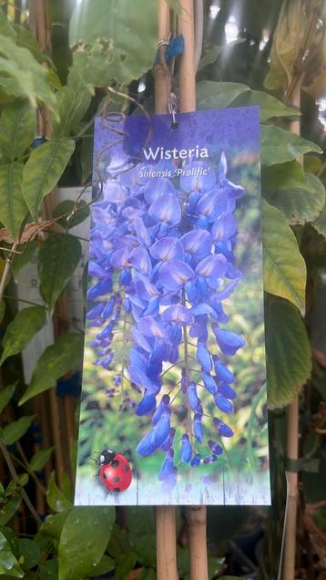Blauwe regen, druiven, Toscaanse Jasmijn 175/250 nu €15,00 beschikbaar voor biedingen