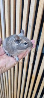 Degoe Man, Dieren en Toebehoren, Mannelijk, Mei, Overige typen, Tam