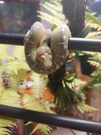 Corallus caninus, Dieren en Toebehoren