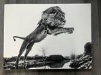 Foto op aluminium - Leeuw, Ophalen