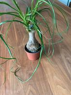Olifantspoot (Beaucarnea recurvata), Ophalen of Verzenden