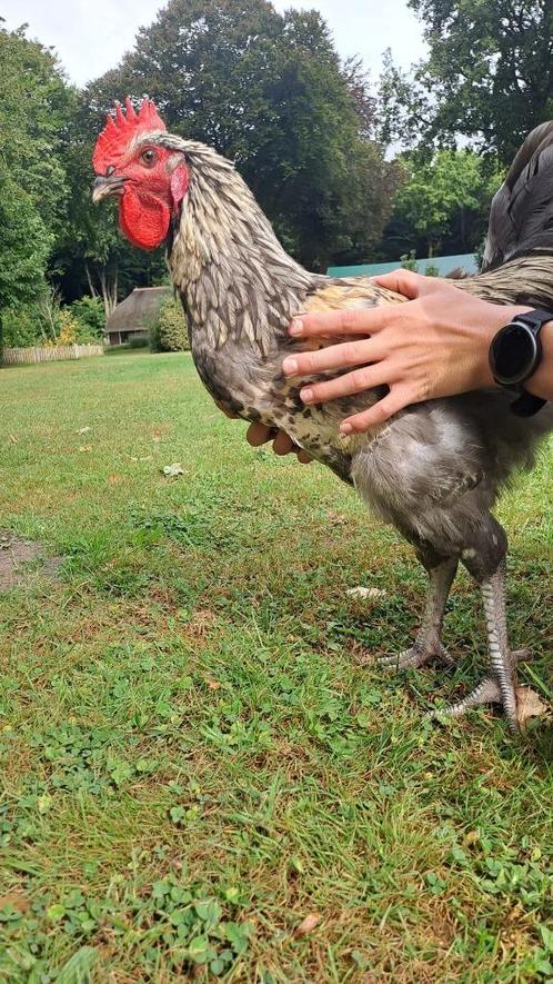 sasso (slacht)hanen, Dieren en Toebehoren, Pluimvee, Kip, Mannelijk