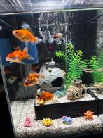 Aquarium inclusief 9 vissen te koop, Dieren en Toebehoren, Vissen | Aquaria en Toebehoren, Ophalen of Verzenden, Zo goed als nieuw
