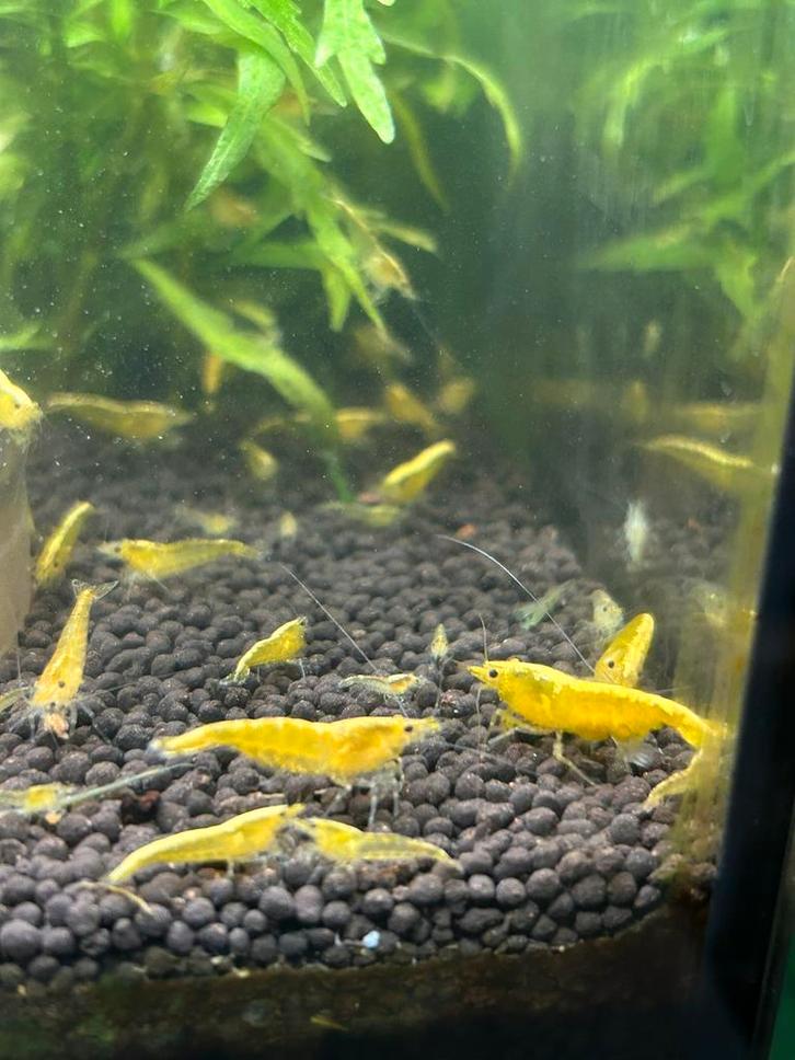 Gele garnalen, Dieren en Toebehoren, Vissen | Aquariumvissen, Zoutwatervis, Kreeft, Krab of Garnaal, Schoolvis