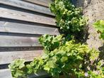 2 bessen struiken rode aalbes en zwarte bes, Tuin en Terras, Planten | Fruitbomen, Ophalen