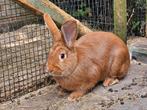 Voedster, Dieren en Toebehoren, Konijnen, Vrouwelijk, Groot