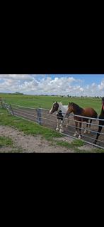 Lieve diverse paarden en veulen te koop, Dieren en Toebehoren, Paarden, Meerdere dieren, Minder dan 160 cm, 0 tot 2 jaar