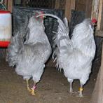 Lavendel Araucana Hanen, Dieren en Toebehoren, Mannelijk, Kip