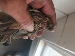 1 jonge geringde nbvv 2025  Mexicaanse roodmus, Dieren en Toebehoren, Vogels | Kanaries, Vrouwelijk, Zangkanarie