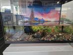 Goude vis / Aquarium vis, Ophalen of Verzenden, Zo goed als nieuw
