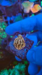Zeeaquarium koraal stekken., Zoutwatervis
