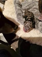 dwerg teckel, Dieren en Toebehoren, België, Particulier, Reu, 8 tot 15 weken