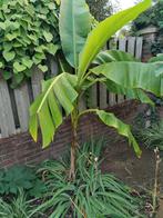 Bananenplant voor tropische sfeer!, Tuin en Terras, Planten | Tuinplanten, Ophalen, Volle zon, Vaste plant, Bloeit niet