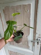 Philodendron Bipennifolium, variegata verloren!, Overige soorten, In pot, Minder dan 100 cm, Groene kamerplant