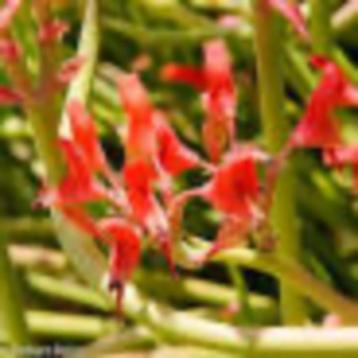 Cactus Pedilanthus Macrocarpus Cristaat 45-70 cm hoog. beschikbaar voor biedingen