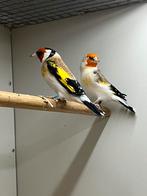 Majoor Putter Witkop, Dieren en Toebehoren, Vogels | Overige Vogels, Meerdere dieren, Wildzangvogel, Geringd