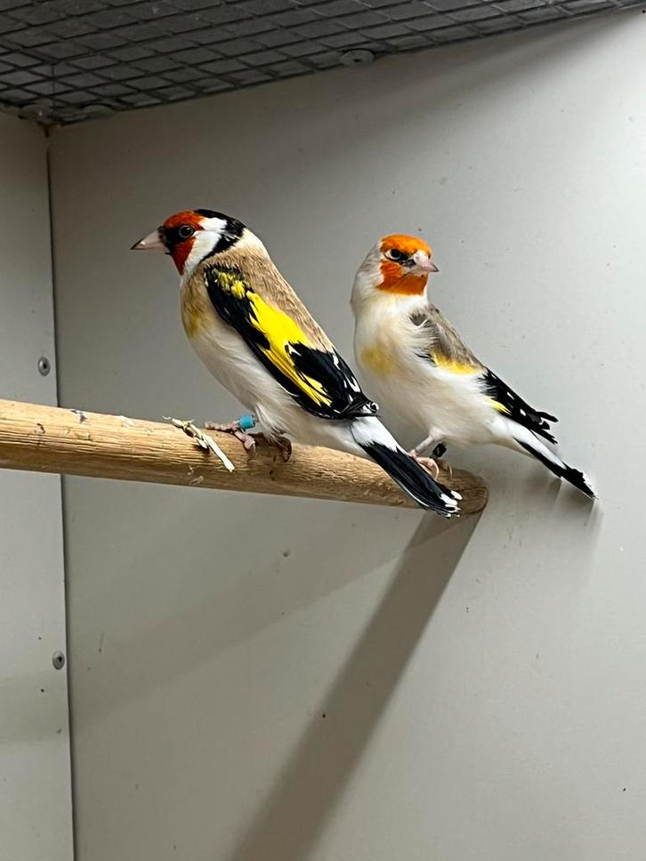 Majoor Putter Witkop, Dieren en Toebehoren, Vogels | Overige Vogels, Wildzangvogel, Meerdere dieren, Geringd